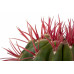 Ferocactus stainesii in schaal