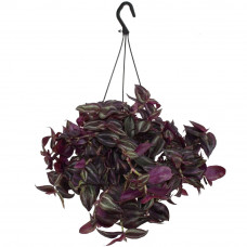 Tradescantia Jewel Red (in hangpot)