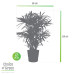 Rhapis Excelsa in Elho® Greenville pot