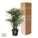 Rhapis Excelsa in Elho® Greenville pot