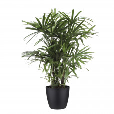 Rhapis Excelsa met Elho Brussels Round pot Black