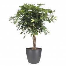 Schefflera Arboricola gold capella Elho Brussels Round Antracite