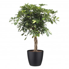 Schefflera Arboricola gold capella Elho Brussels Round Black