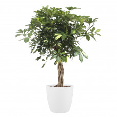 Schefflera Arboricola gold capella Elho Brussels Round White