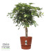 Schefflera Arboricola Gold Capella in Elho® Greenville pot