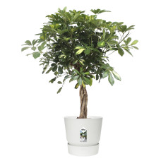 Schefflera Arboricola Gold Capella in Elho® Greenville pot