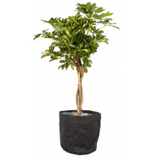 SCHEFFLERA ARBORICOLA GOLD CAPELLA