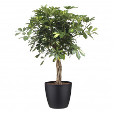 Schefflera Arboricola gold capella met Elho Brussels Round pot Black