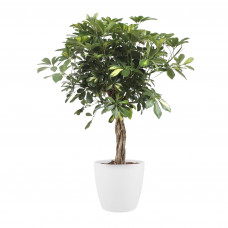 Schefflera Arboricola gold capella met Elho Brussels Round pot White