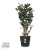 Polyscias Fabian in Elho® Greenville pot