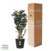 Polyscias Fabian in Elho® Greenville pot