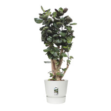 Polyscias Fabian in Elho® Greenville pot