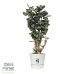 Polyscias Fabian in Elho® Greenville pot