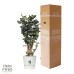 Polyscias Fabian in Elho® Greenville pot