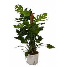 Monstera met mosstok en Elho sierpot