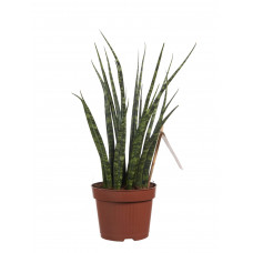 Sanseveria