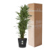 Dracaena Warneckei in Elho® Greenville pot