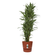 Dracaena Warneckei in Elho® Greenville pot