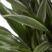 Dracaena Warneckei in Elho® Greenville pot