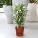 Dracaena Warneckei in Elho® Greenville pot