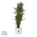 Dracaena Warneckei in Elho® Greenville pot