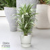 Dracaena Warneckei in Elho® Greenville pot