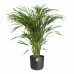 Areca Dypsis in ® ELHO b.for soft sierpot