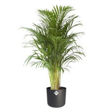 Goudpalm in ® ELHO b.for soft sierpot