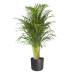 Goudpalm in ® ELHO b.for soft sierpot