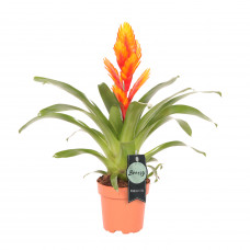 Vriesea Intenso Orange single