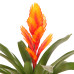 Vriesea Intenso Orange single