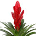 Vriesea Intenso Red single