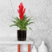 Vriesea Intenso Red single