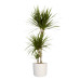 Dracaena Marginata in ® ELHO b.for soft sierpot