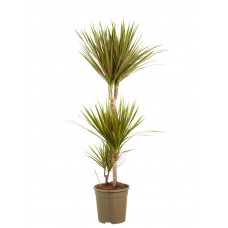 Dracaena Bicolour
