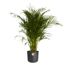 Goudpalm in ® ELHO b.for soft sierpot