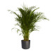 Goudpalm in ® ELHO b.for soft sierpot