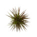 Dracaena Margenta