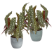 Duo Begonia Maculata