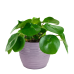 Duo Pilea Peperomioides