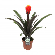 Guzmania Tala single