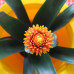 Guzmania Tala single