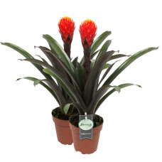 Guzmania Tala double