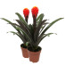 Guzmania Tala double