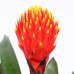 Guzmania Tala double