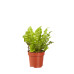 Asplenium Crispy Wave