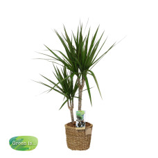 Dracaena Marginata in mand