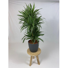 Drakenboom, Dracaena WarneckeiBrussels 30 antraciet