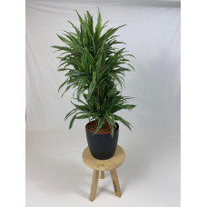 Drakenboom, Dracaena Warneckei met ElhoBrussels 30 zwart