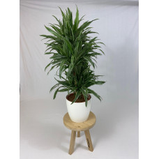 Drakenboom, Dracaena Warneckei met ElhoBrussels 30 wit